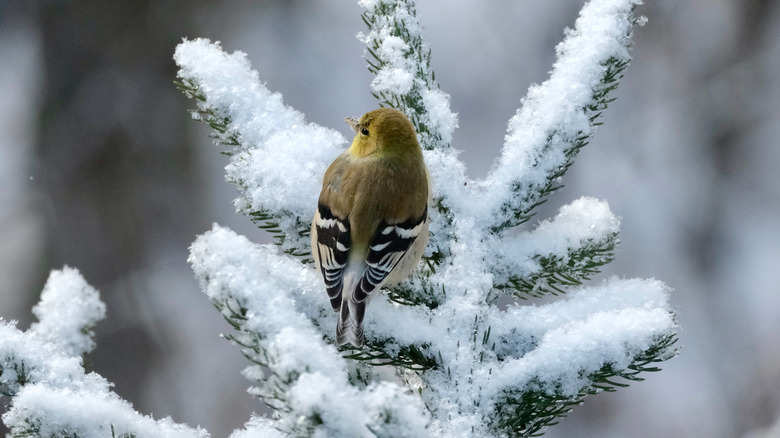 American goldfinch on a snow-covered conifer branch