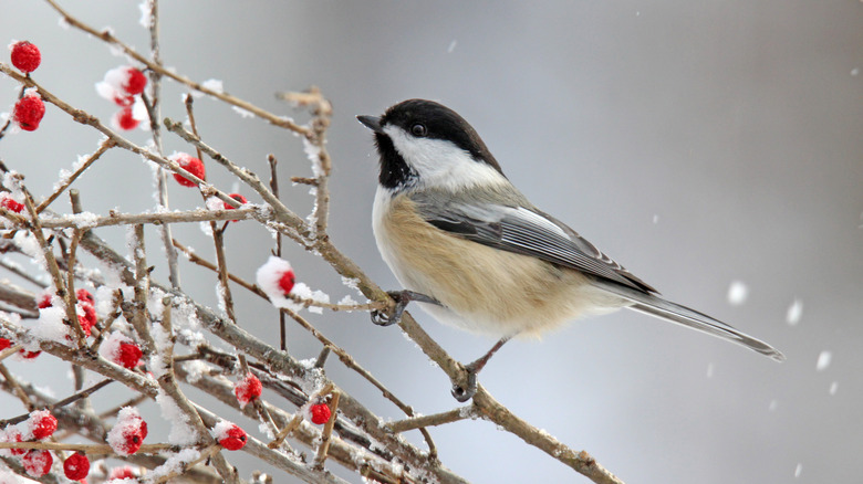 Black-capped chickadee sitting on frozen branch laid with winter berries