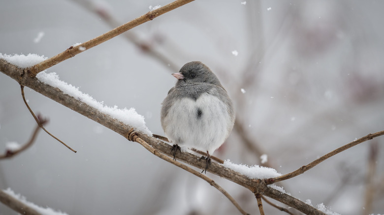 A dark-eyed junco on a tree branch in winter