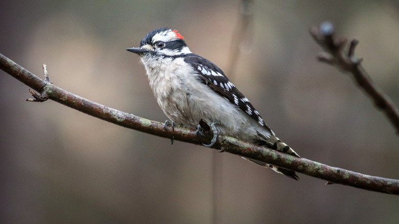 A Downy woodpecker on a thin tree branch