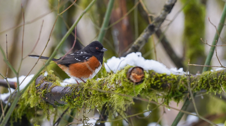 Eastern towhee on a snow-covered branch with some greenery