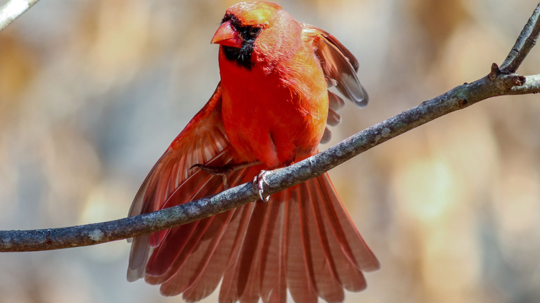 A northern cardinal with spread feathers on a tree branch