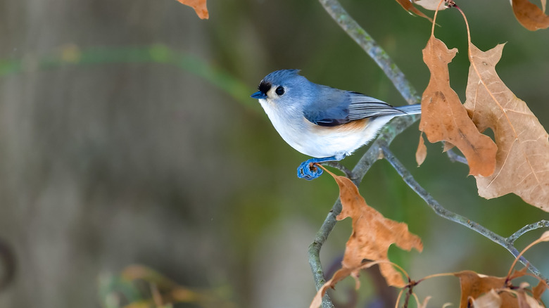 Tufted titmouse on a tree branch