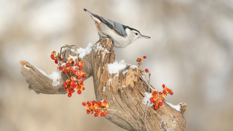 White-breasted nuthatch on a snow-covered tree branch