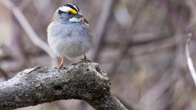 A White-throated sparrow on a tree branch
