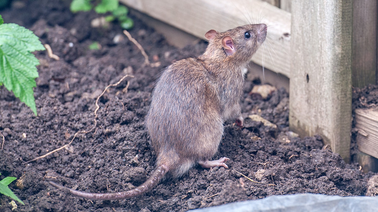 rat in the garden
