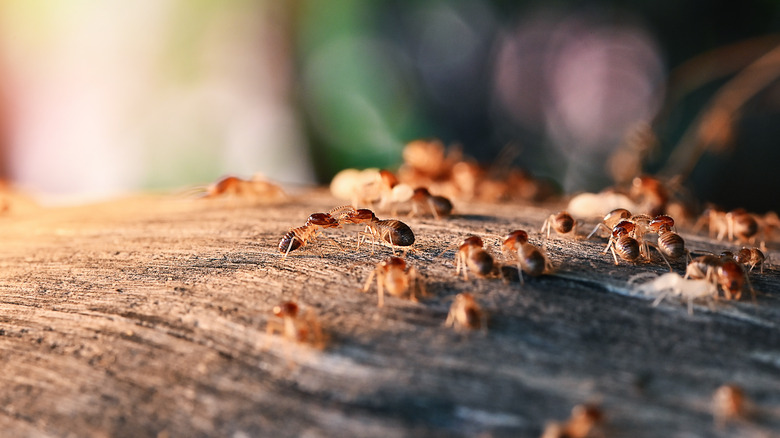 Group of termites close up