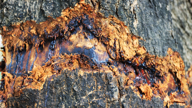 A cut on a tree trunk is starting to fill with black ooze.