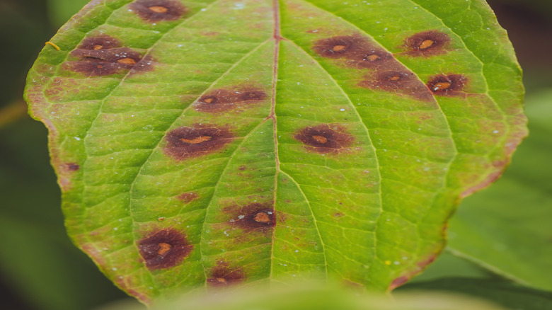 Fungal leaf spots spread across a dogwood leaf.