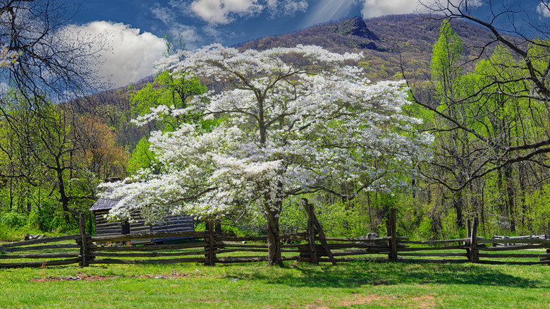 A flowering dogwood tree blooms in a yard.