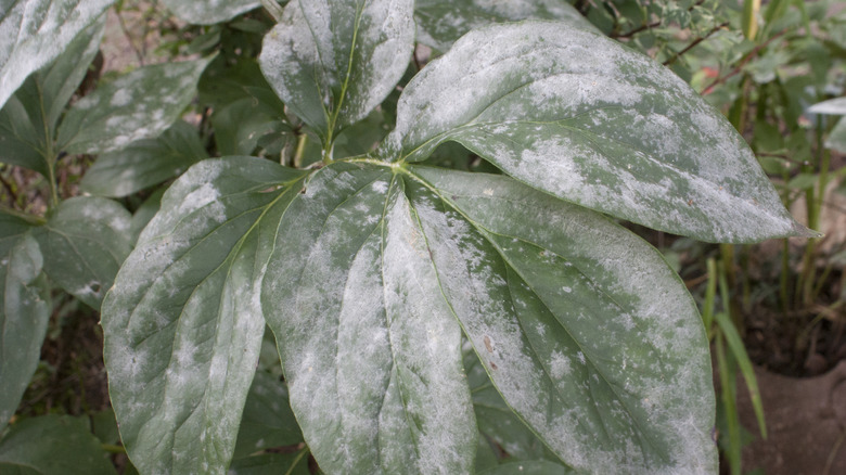 Powdery mildew covers the leaves of a plant.