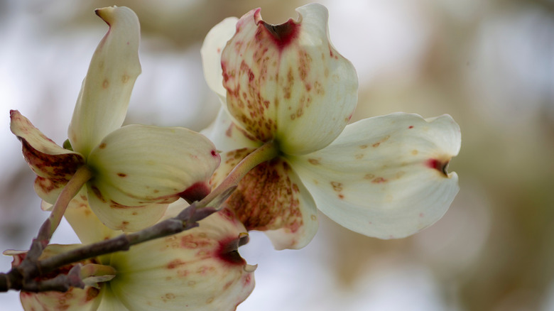 Dogwood blossoms show symptoms of spot anthracnose.