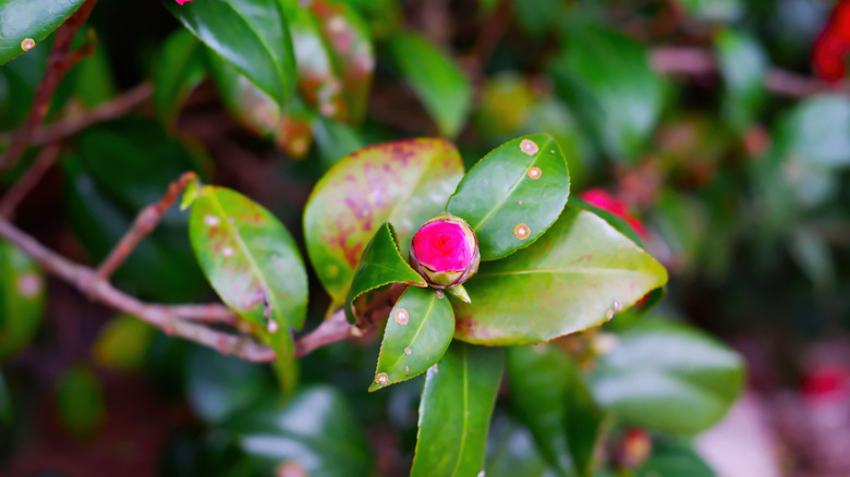 Spotted leaves on a camellia plant
