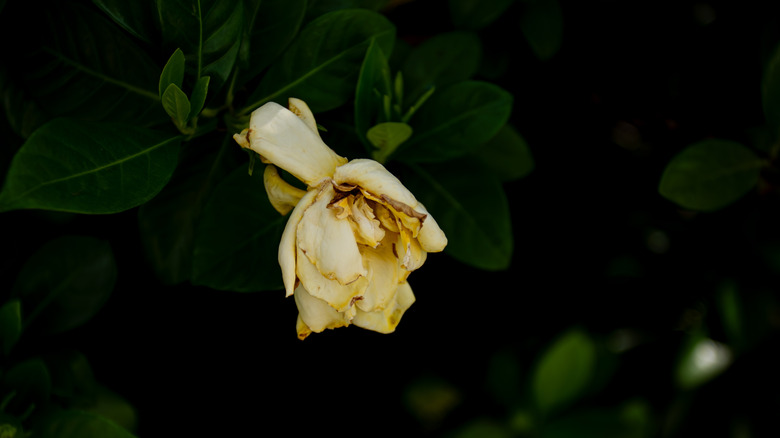 A dying camellia flower