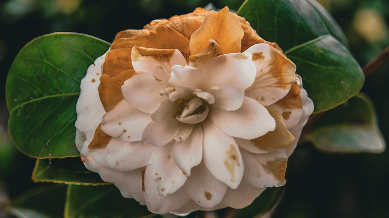 Petal blight on a camellia flower