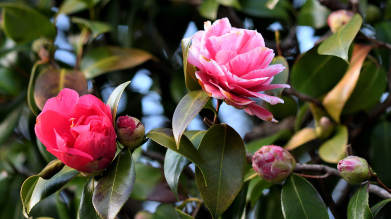 A camellia plant