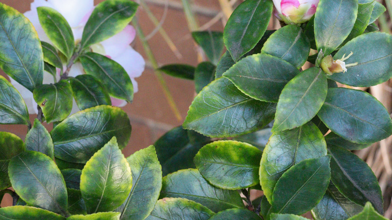 A camellia plant with yellowing leaves