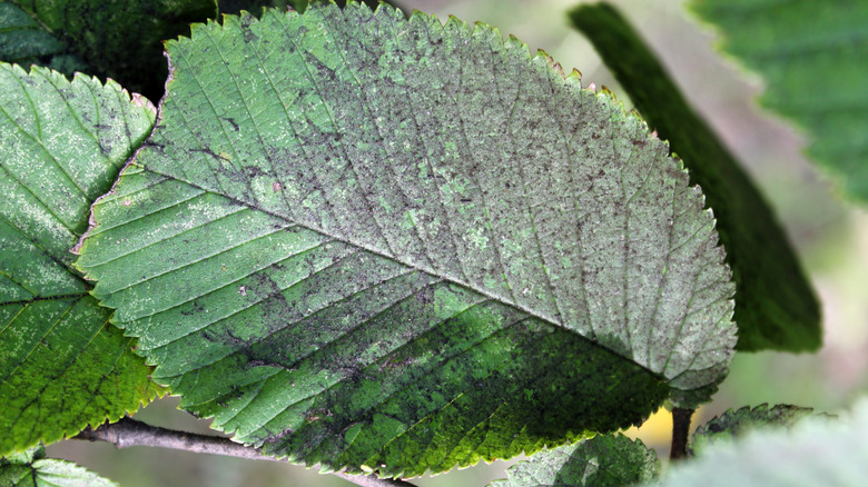 A leaf covered with sooty mold