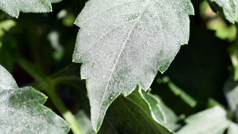 Close-up of powdery mildew on dahlia leaves