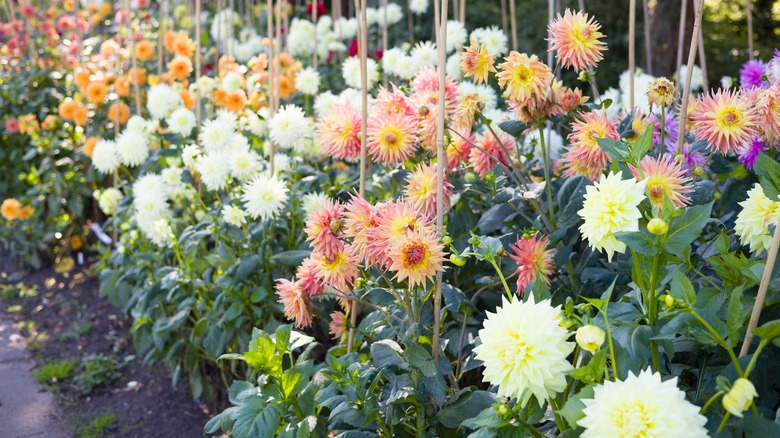 Various types of dahlias in a garden bed