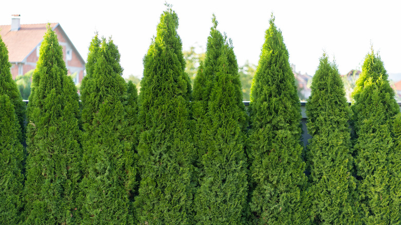 dense hedge of plants
