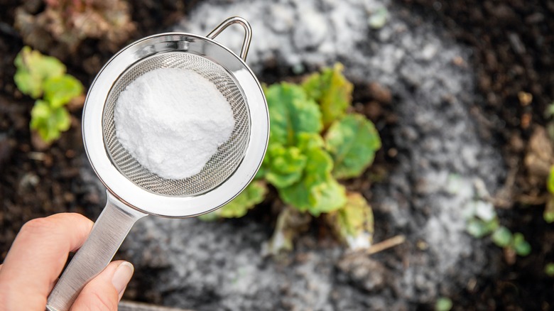 baking soda sprinkled over plants