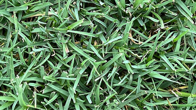 A patch of bermudagrass