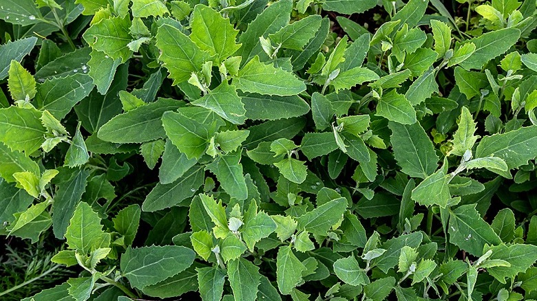 Common lambsquarters dense groth