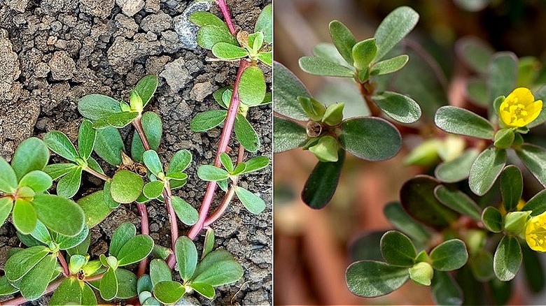 Split image of common purslane growing in dry soil, and a look at a seed pod and yellow flowers of the common purslane plant