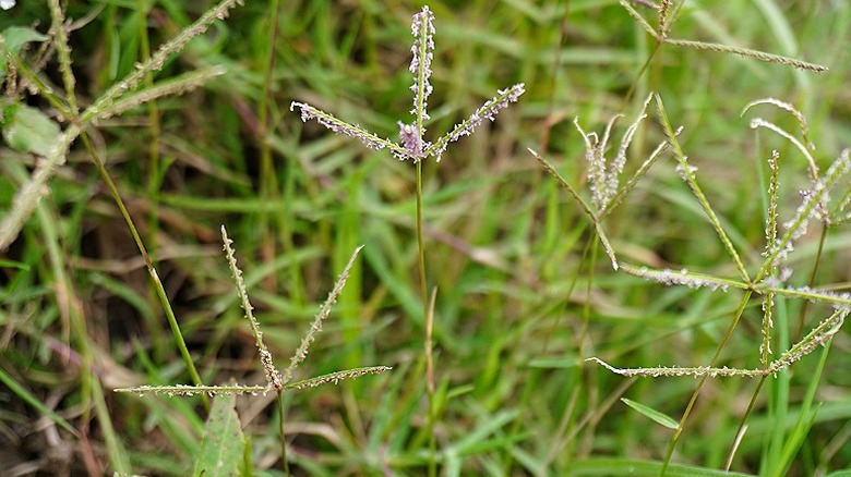 Close-up of crabgrass weed (Digitaria) spreading in a residential lawn