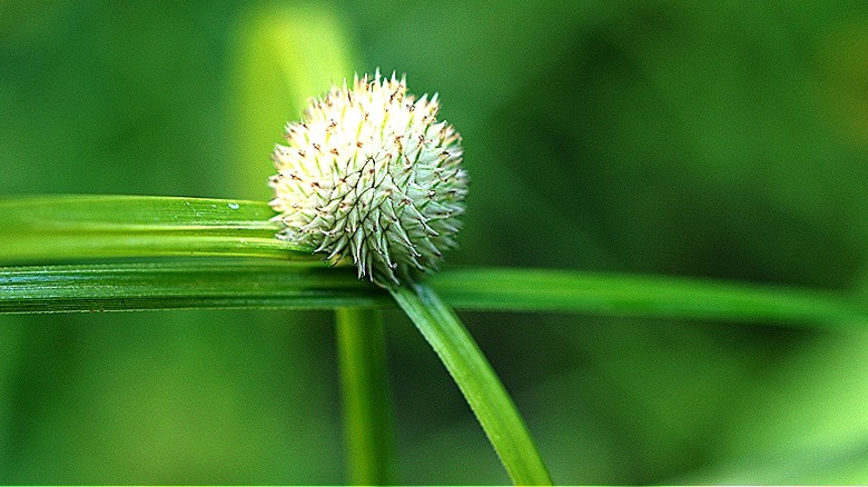 Flower of a false-green kyllinga plant