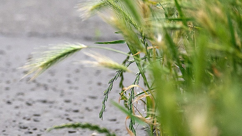 Green foxtail grass seed heads alongside a driveway