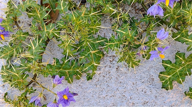Horsenettle with purple flowers on sandy ground