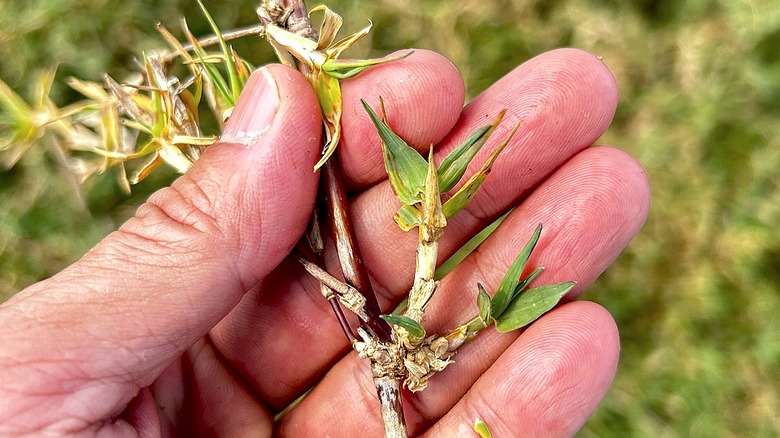 Close-up of a person's hand holding a bermudagrass plant