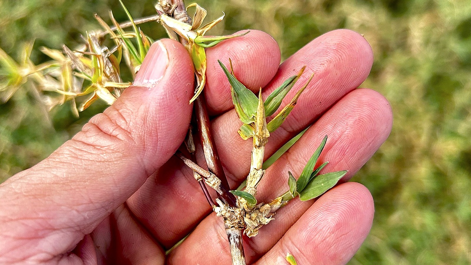 10 Common Garden Weeds That Die (Or Go Dormant) After The First Frost