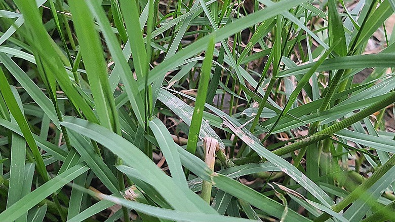 Leaves of nimblewill