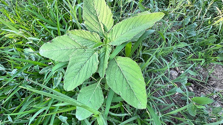 Redroot pigweed with broad, hairy leaves growing in a grassy area