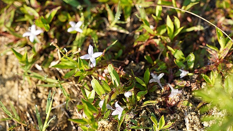 Virginia buttonweed in bloom