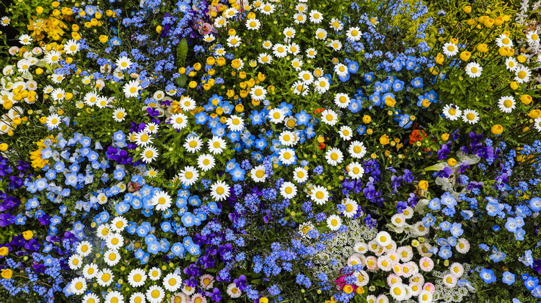 Overhead shot of multiple types of flowers