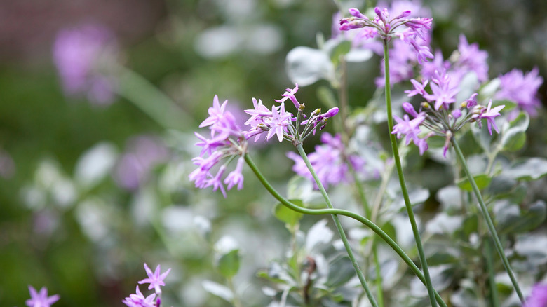 Mauve flowers of Tulbaghia violacea commonly known as society garlic against a blurred natural green background
