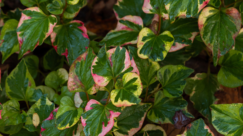 Overhead shot of the Chameleon plant (Houttuynia cordata) leaves
