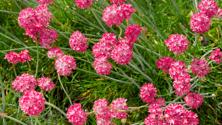 Compact, round clusters of bright pink flowers of Sea Thrift or Spanish grass atop slender stalks as decorative groundcover