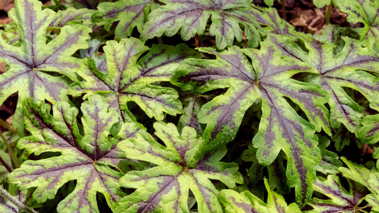 Tiarella cultivar colorful decorative leaves closeup.