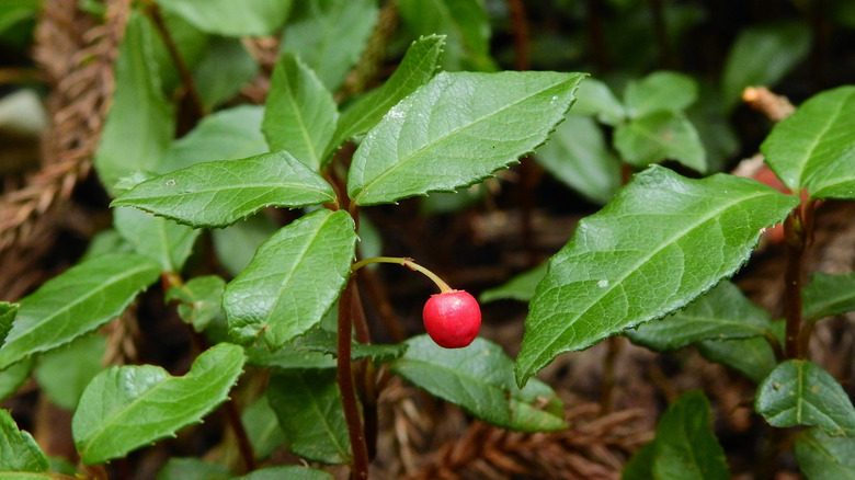 Marlberries (Ardisia japonica) fruit in the plantation of Japanese cedar (Cryptomeria japonica) in northwestern Taiwan.