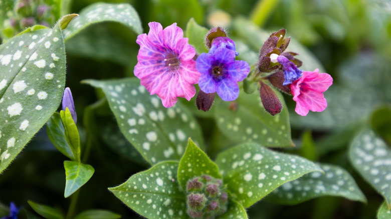 Blossom of bright Pulmonaria in spring.