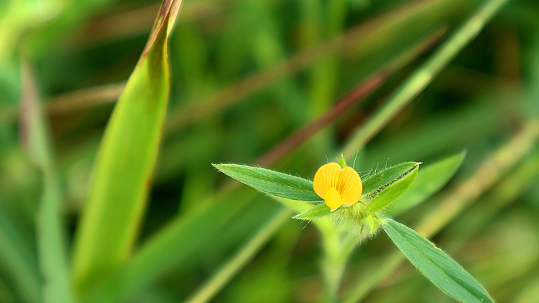 close-up of yellow stylosanthes biflora flower on plant with blurred background