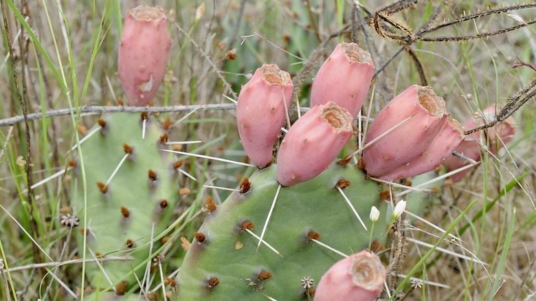 Opuntia macrorhiza form and fruits.