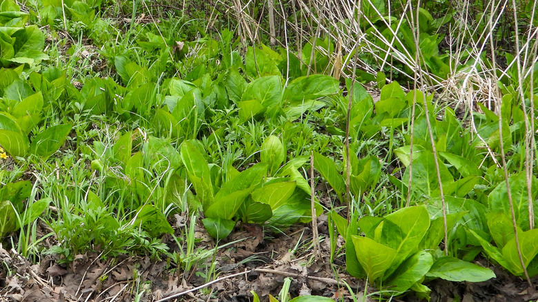 Symplocarpus foetidus (Skunk Cabbage) Native North American Wetland Plant