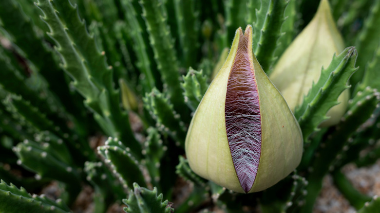 Close up of flowers of Stapelia hirsuta, so called starfish flower.