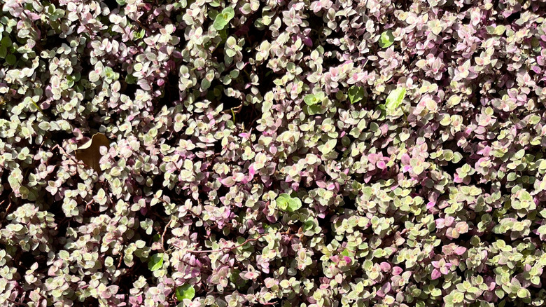 A top-down view of a lush Callisia repens plant